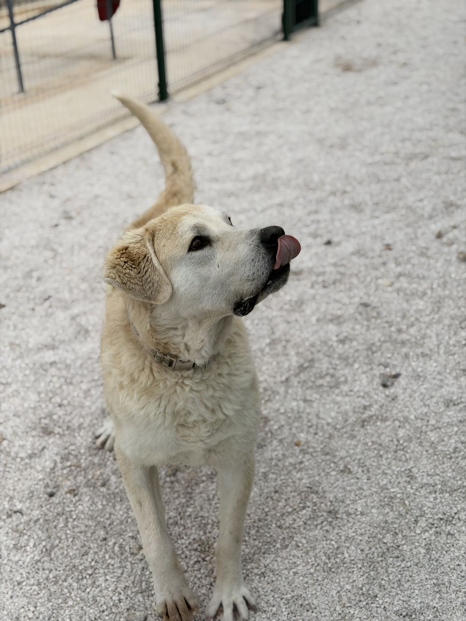 Tristan / Snow