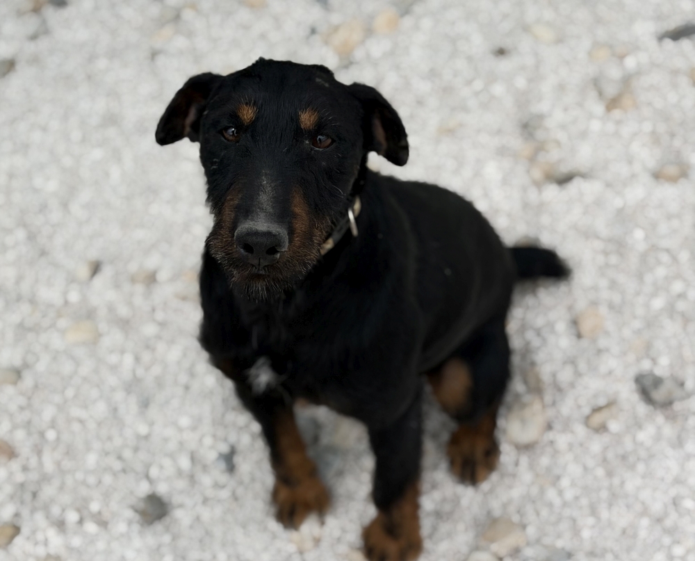 Axel